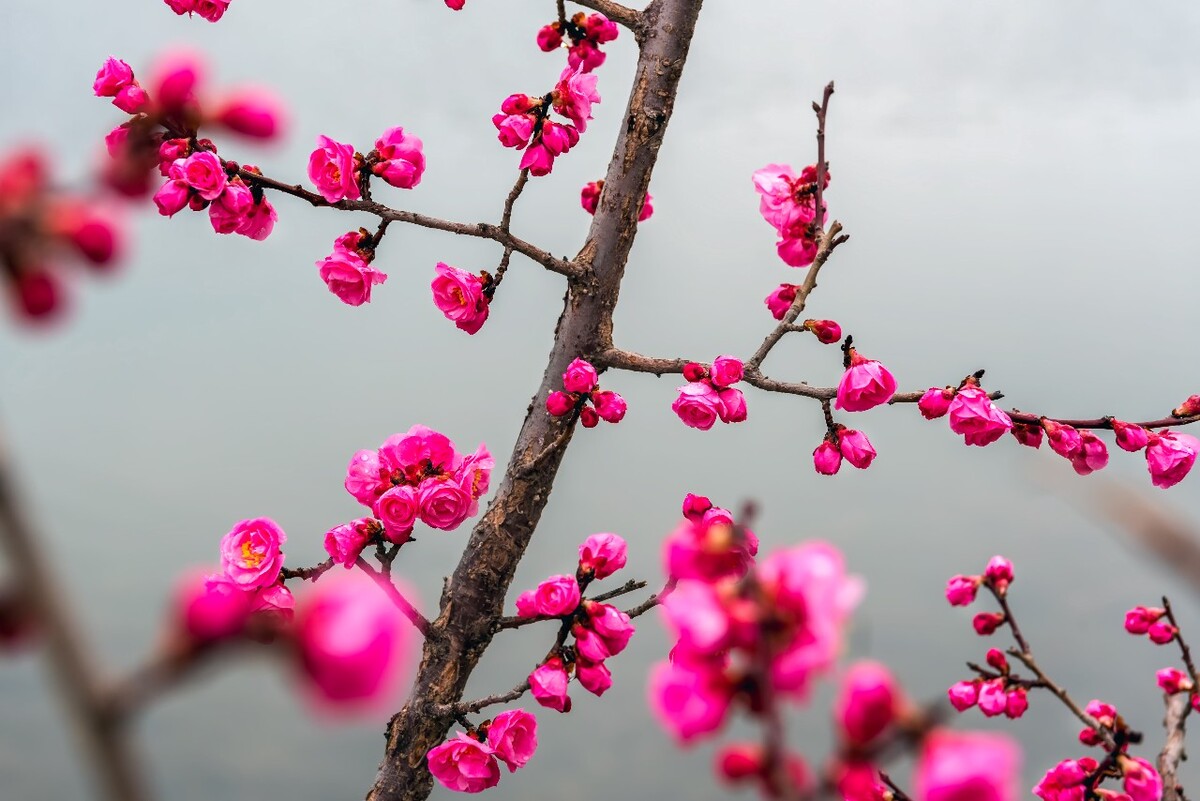 春风化细雨梅花朵朵开