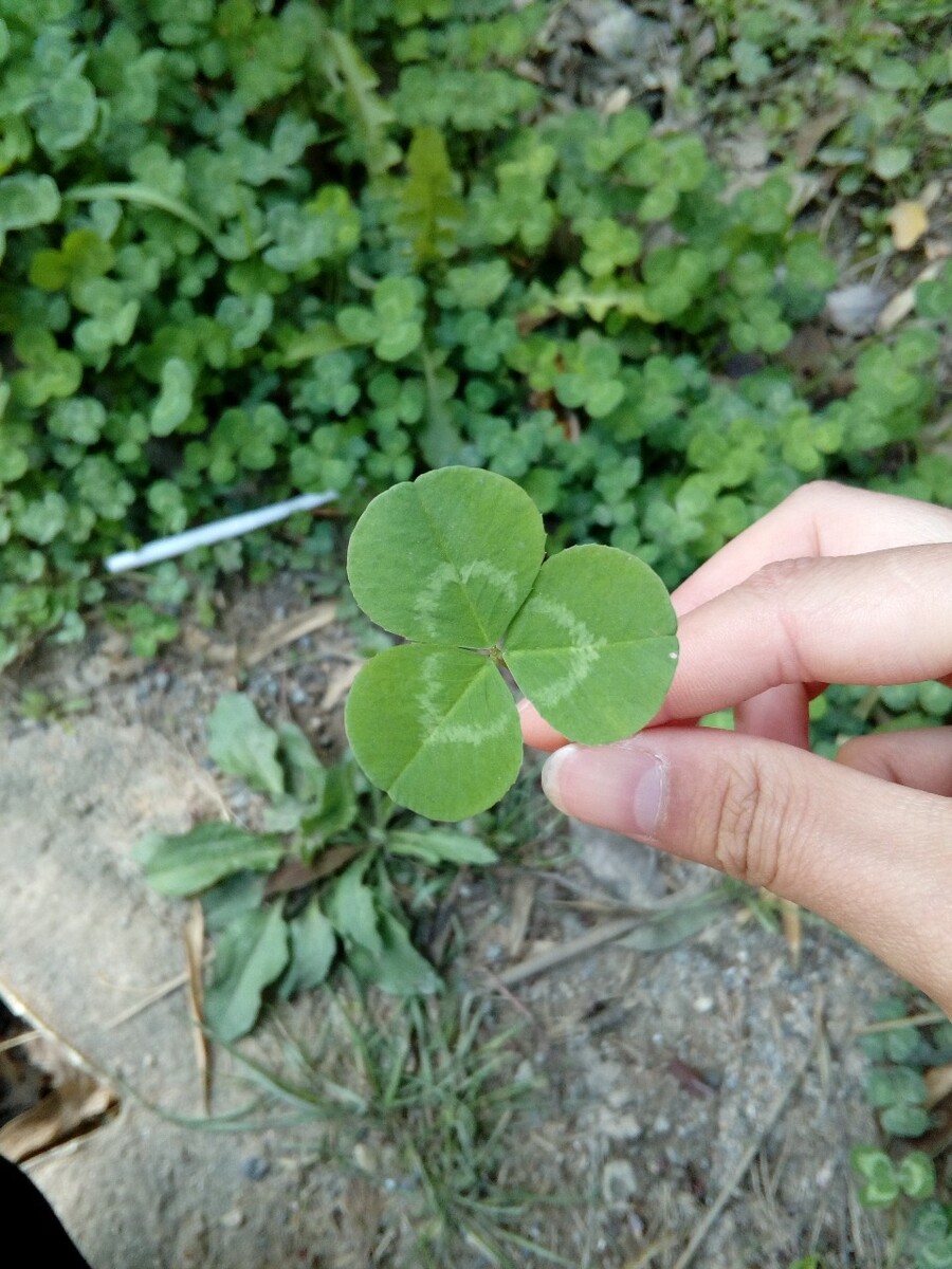 三叶草,会象征幸运吗?