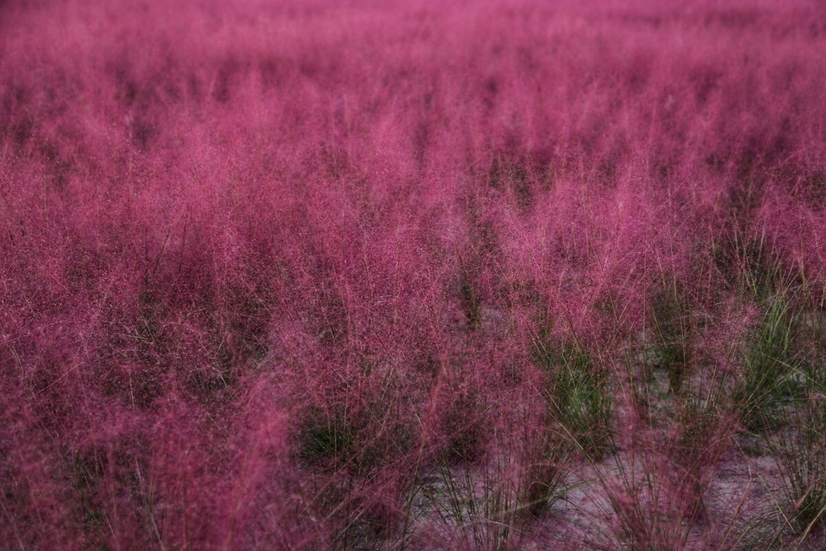 ӻ