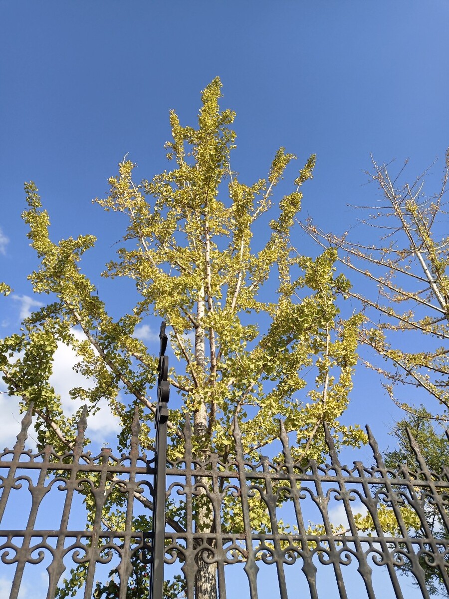 院子里的银杏树 - 普罗旺斯的夏天 - 图虫