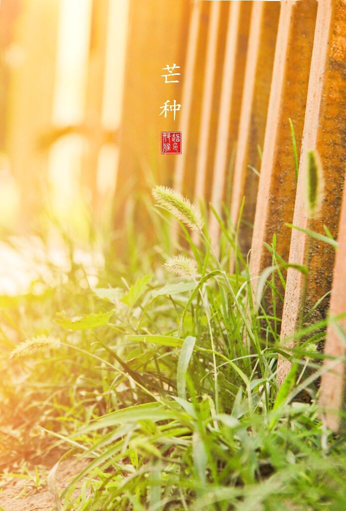 芒种