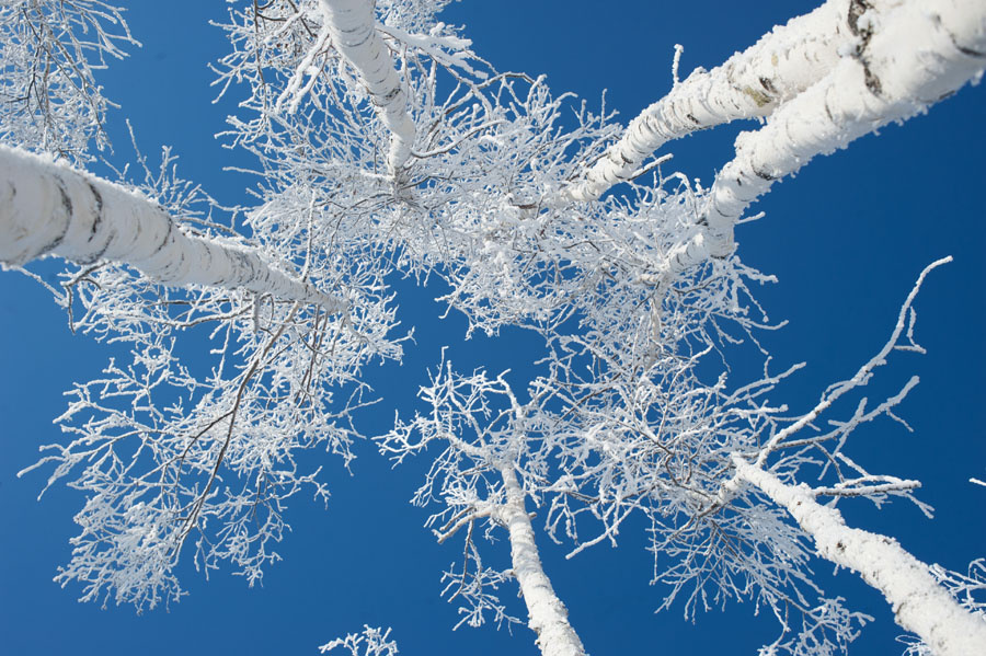 雾凇白桦br/>br/>邮箱:huyunji666@126.com