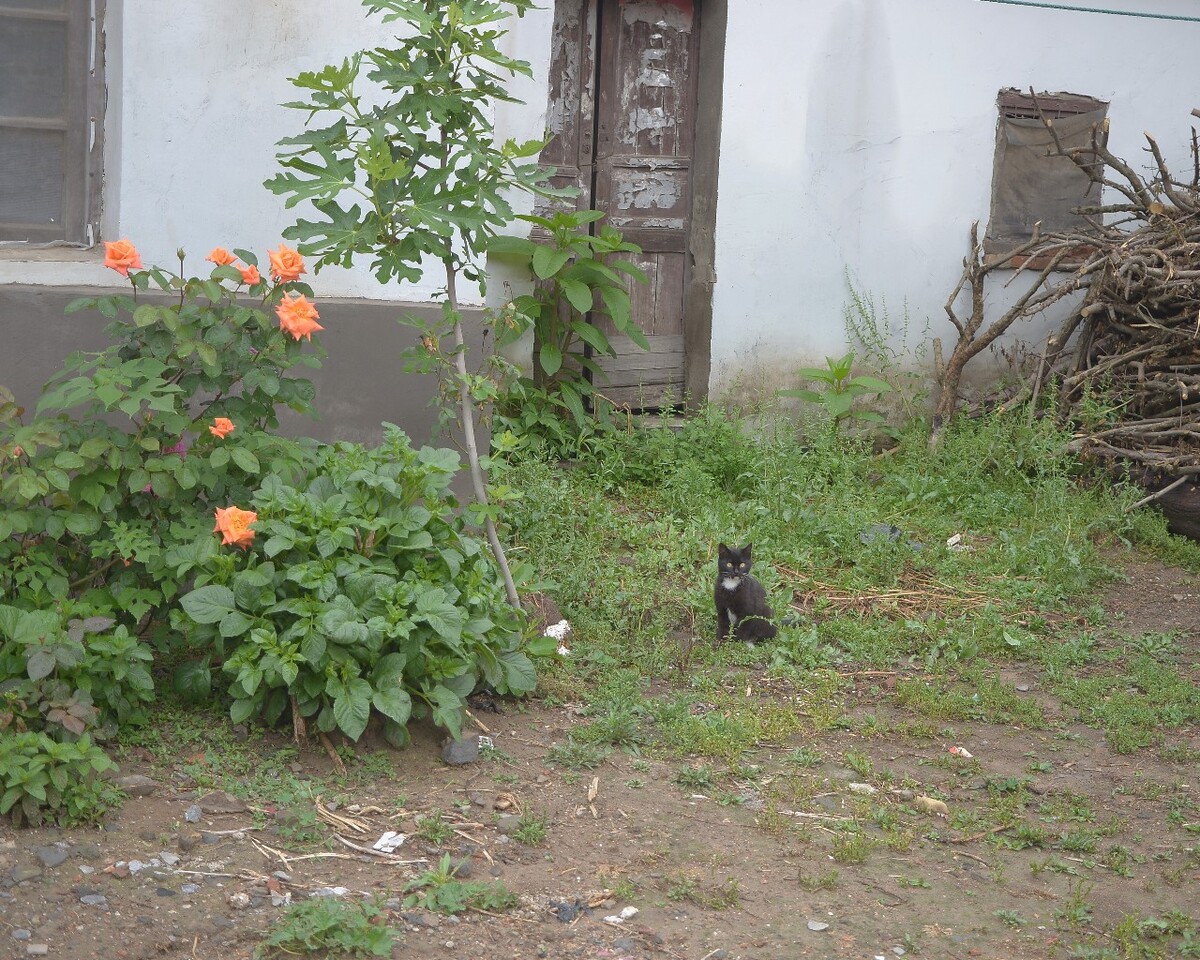 2018年4月 安徽淮南 一只猫
