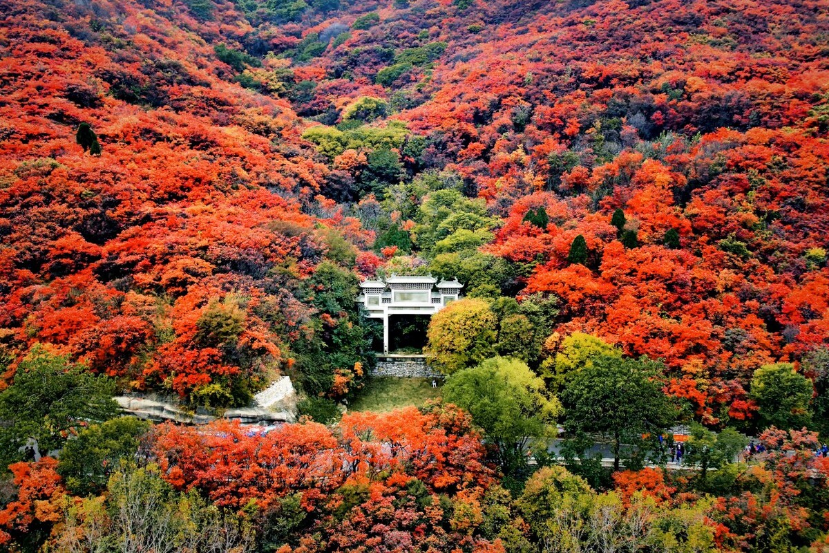 漫山红遍,层林尽染