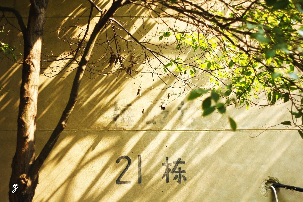 树影