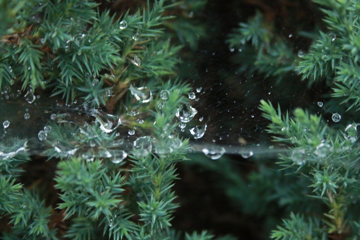 雨后松林