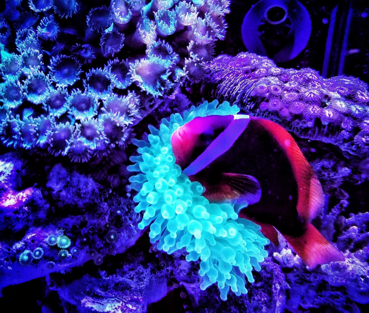 ɺҵ