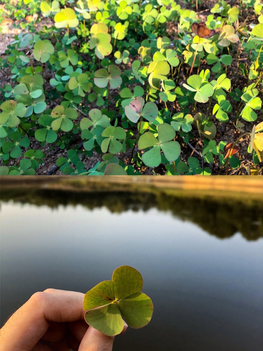 幸运的四叶草?