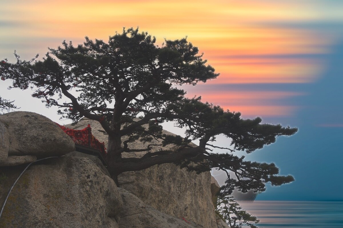 华山松