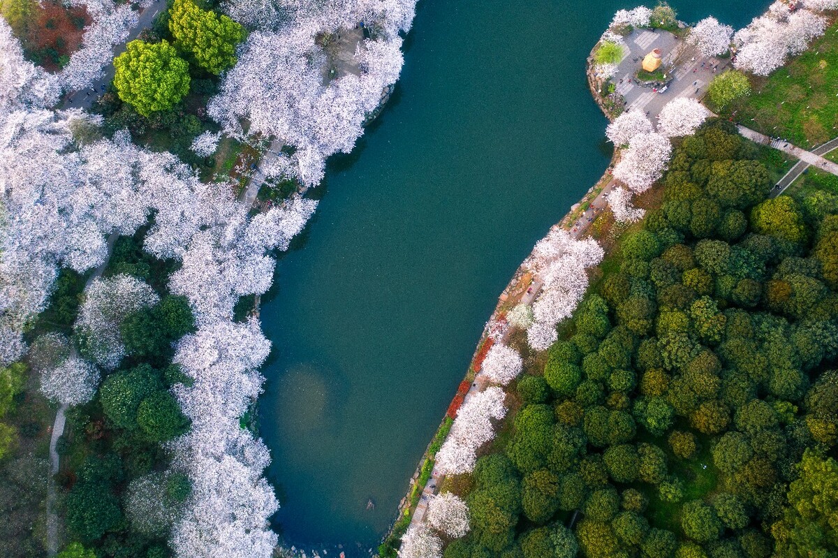 樱花湖的春天