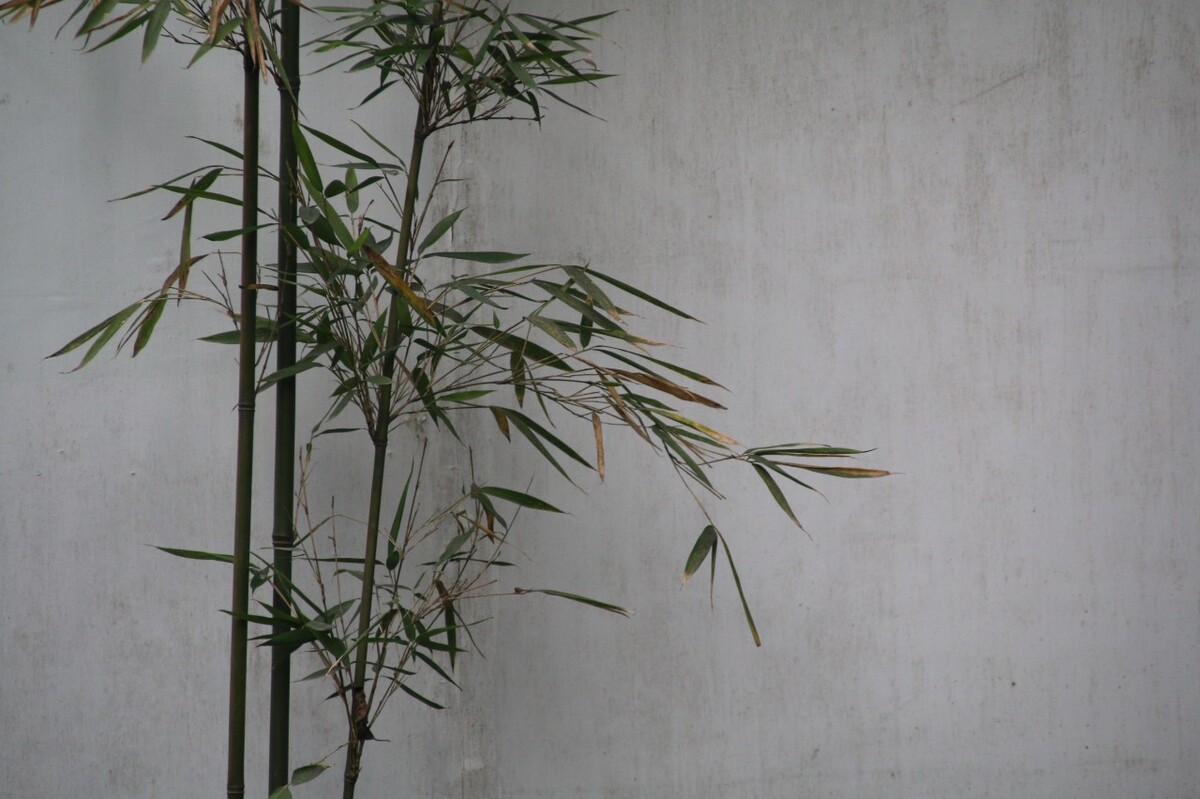 清竹