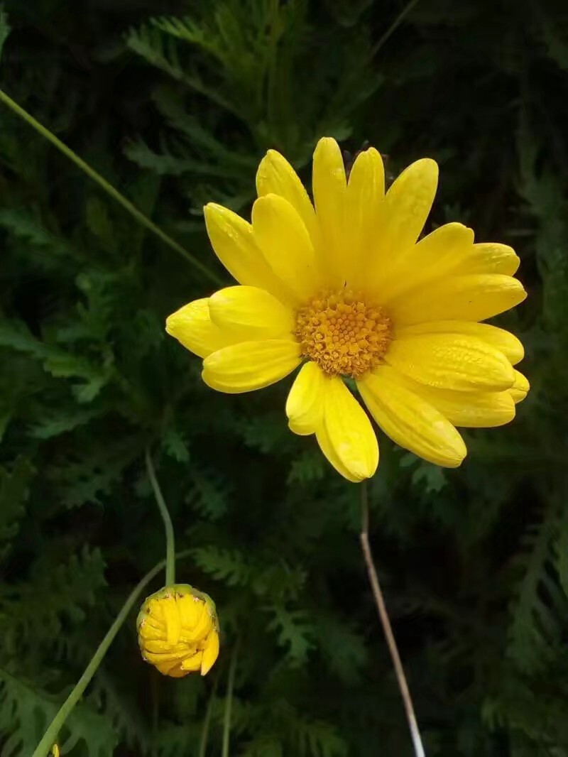 早晨含苞待放的花朵                