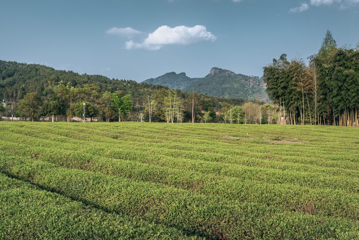 武夷山生态茶园