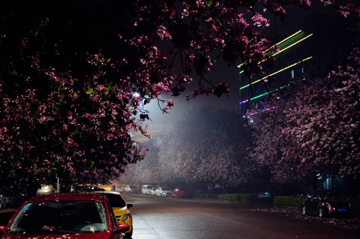 紫荆花夜晚街景
