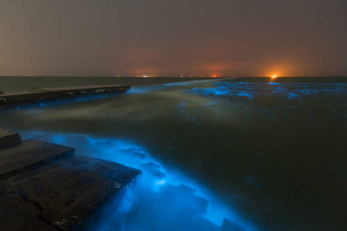 山东现荧光海滩图片