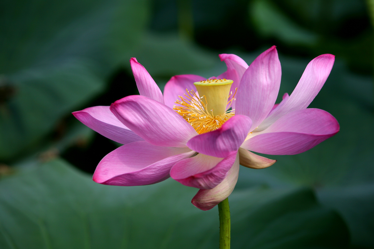 沈阳荷花
