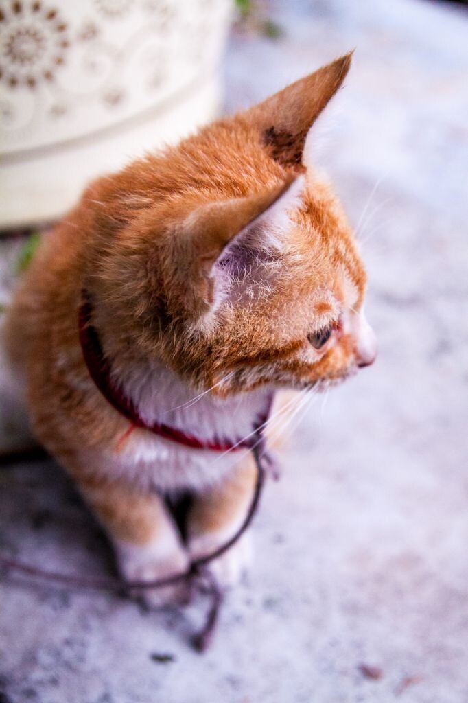 渴望自由的猫