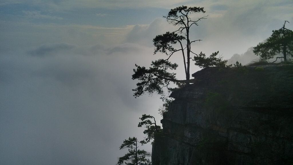 云上奇松.很有意境