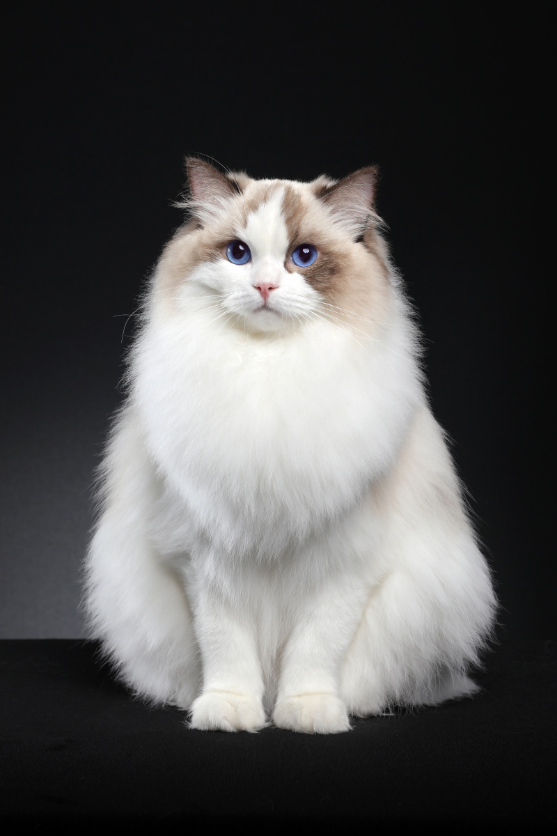 布偶猫