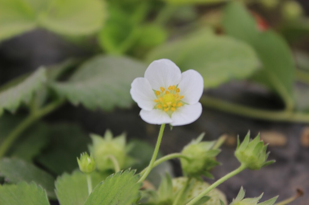 3月草莓成熟记