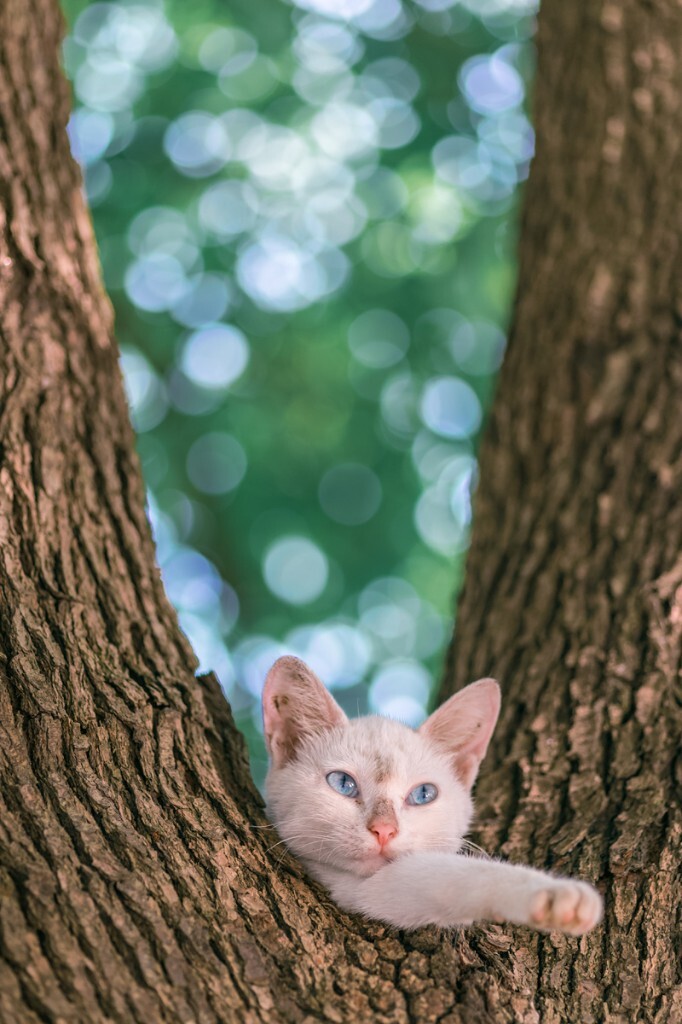 一枚长在树上的猫