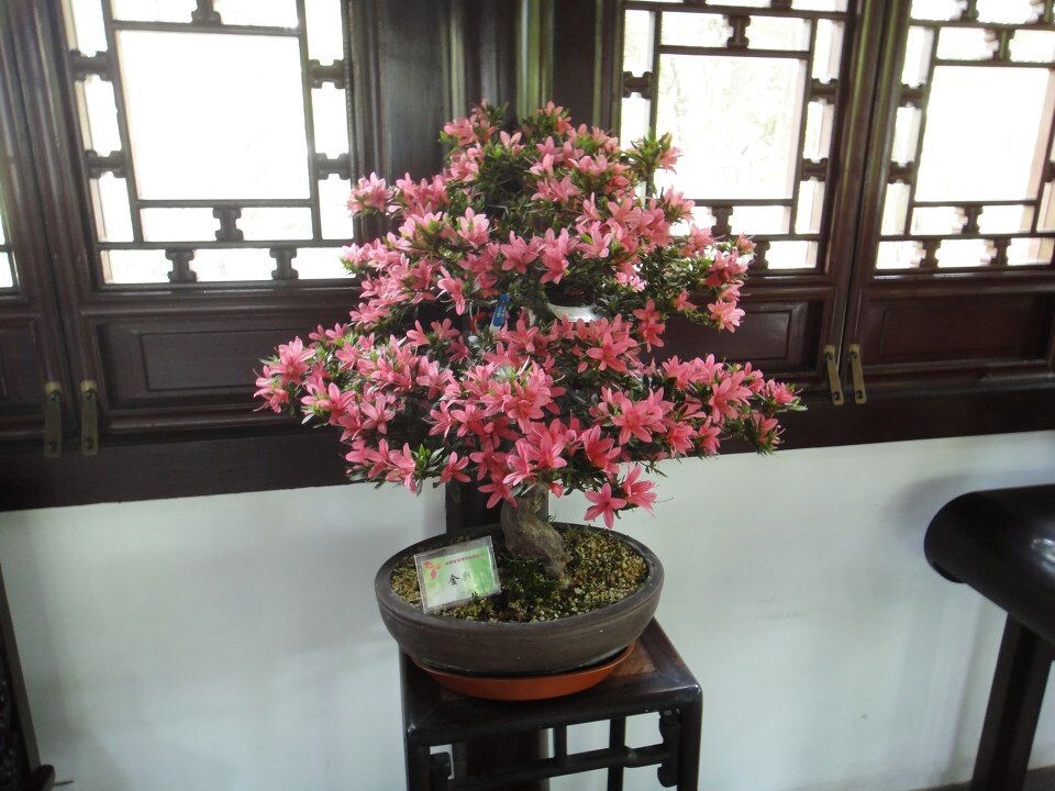 杜鹃精品