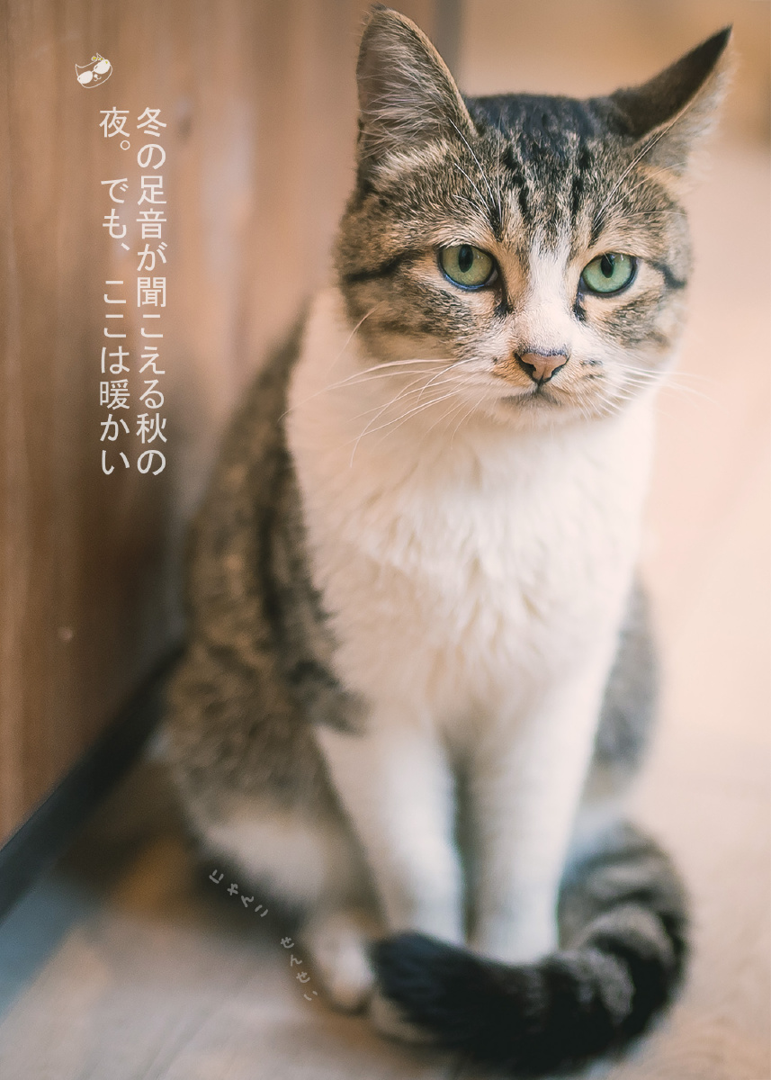 小发猫