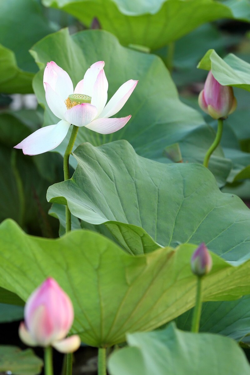 荷花- 山西大双 - 图虫