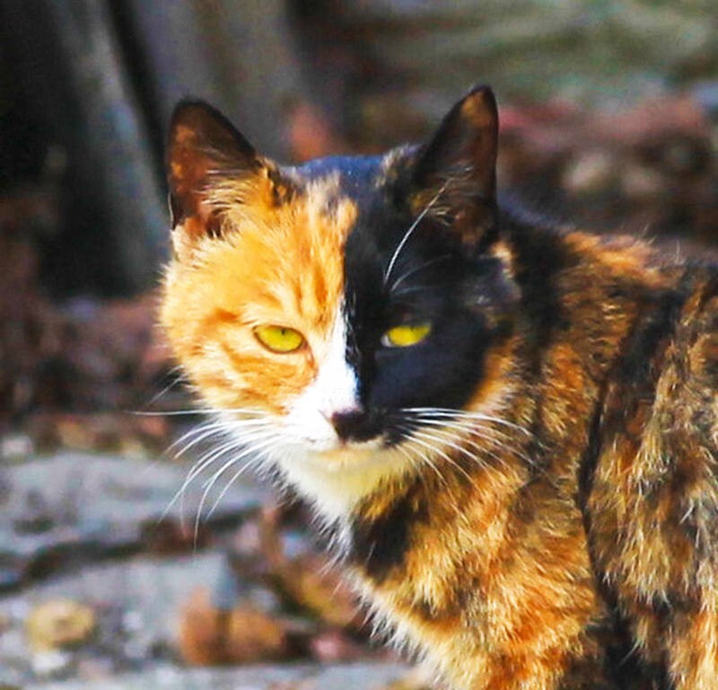 阴阳脸的小花猫
