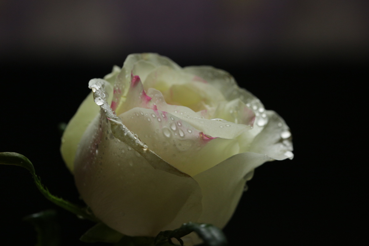 喜欢这两支玫瑰花原图