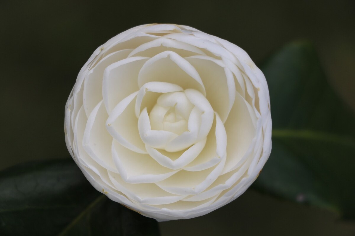 山茶花 (x2) (学名:camellia japonica l. ):双子叶植物纲山茶科植物.