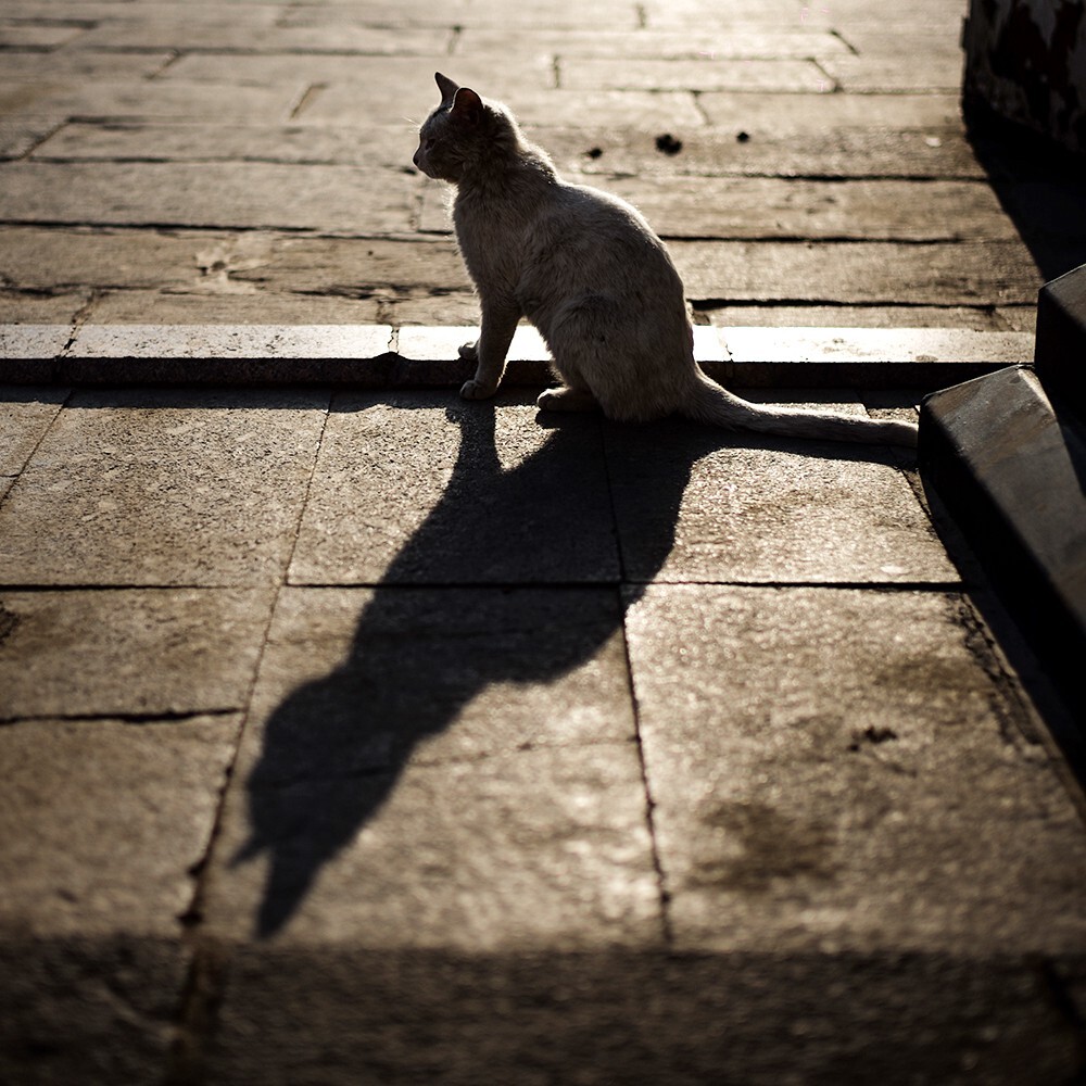 孤独的猫