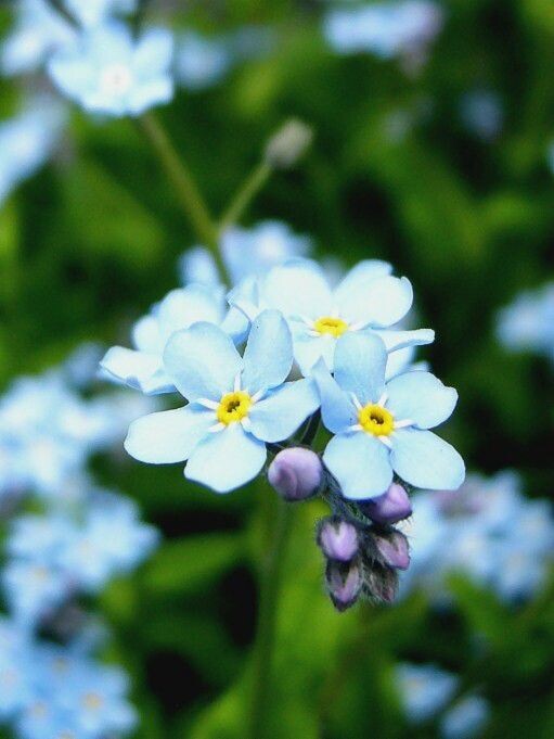 花 br />