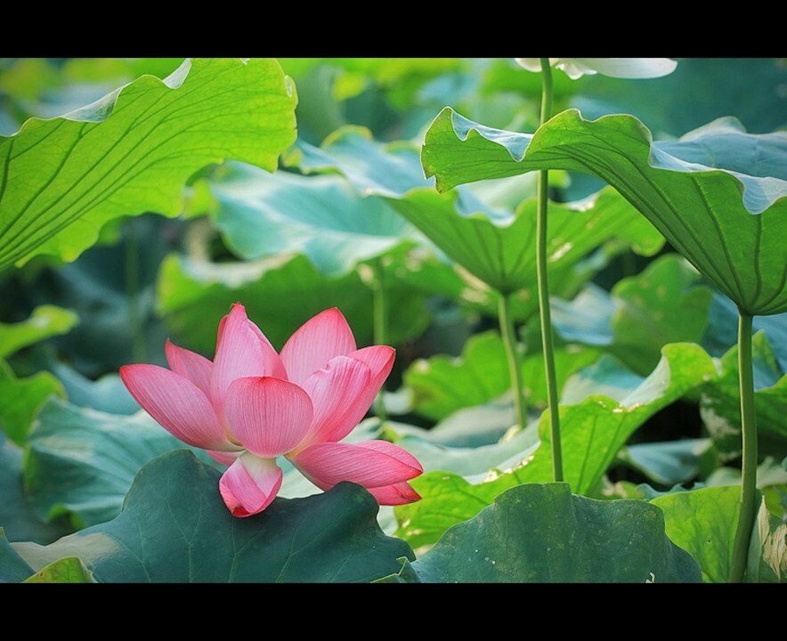 쿴Ƭ,ǿĵ
