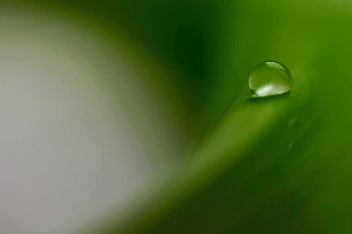 ppt 背景 壁纸 电脑桌面 发芽 绿色 绿色植物 绿叶 嫩芽 嫩叶 树叶