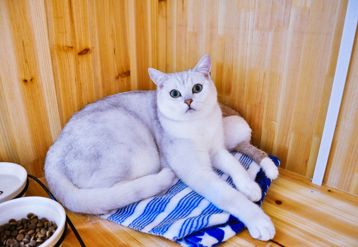 白老师就是个呆逼