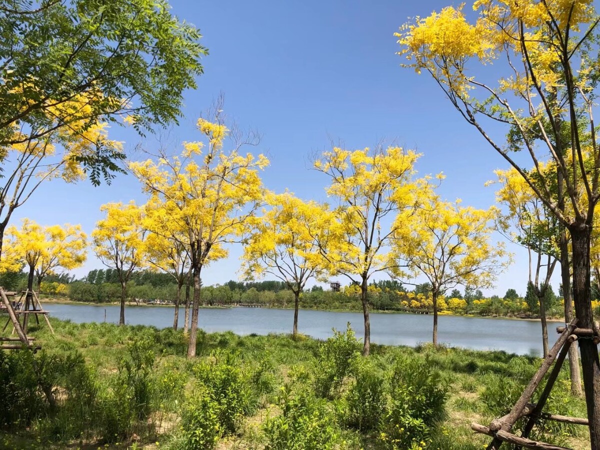 北京东郊湿地公园