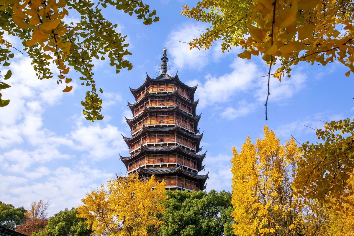 苏州北寺塔银杏黄了