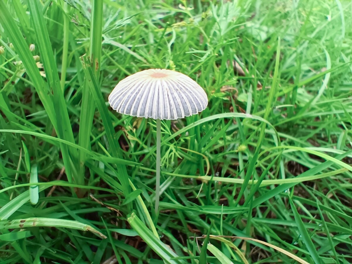 草坪上的蘑菇