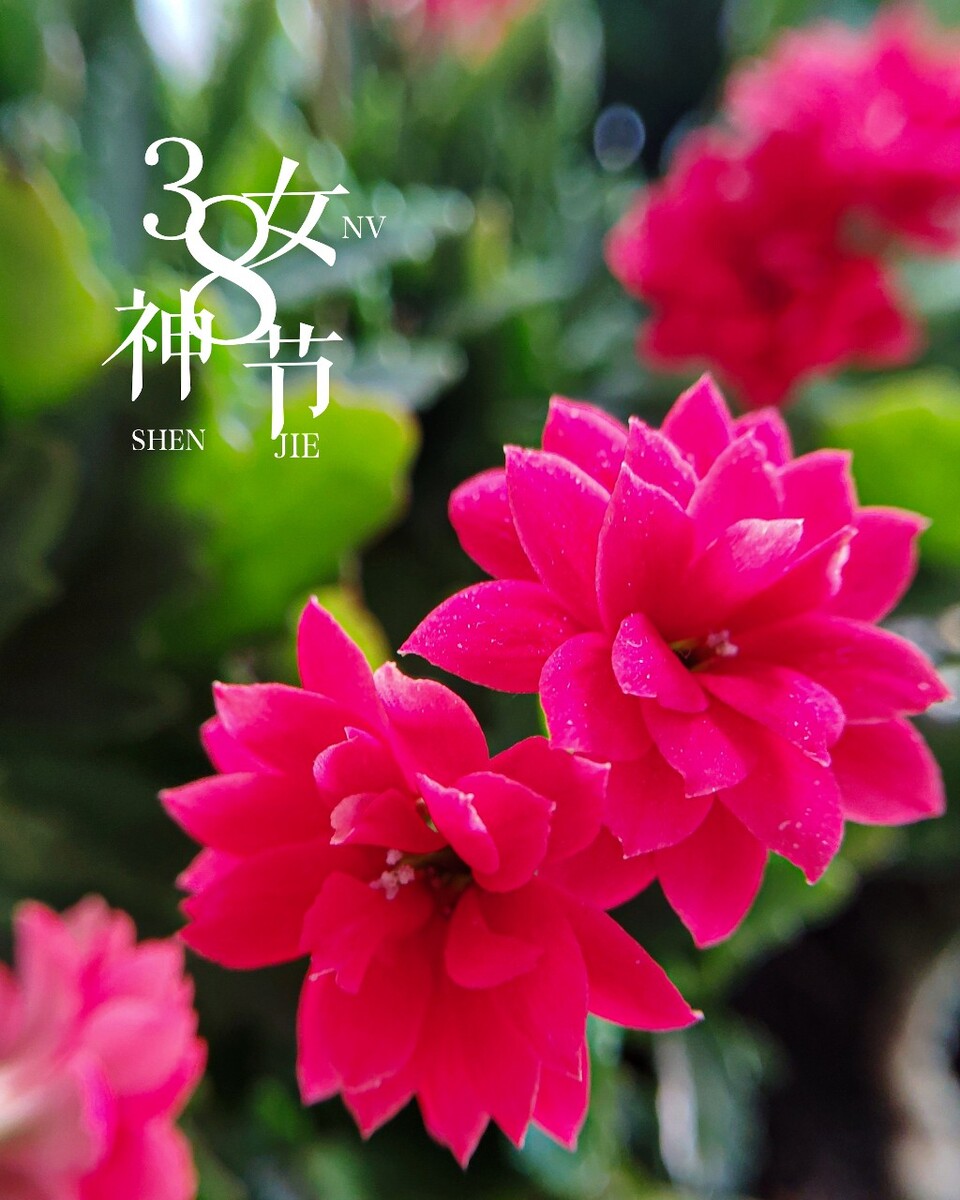 三八妇女节女神快乐