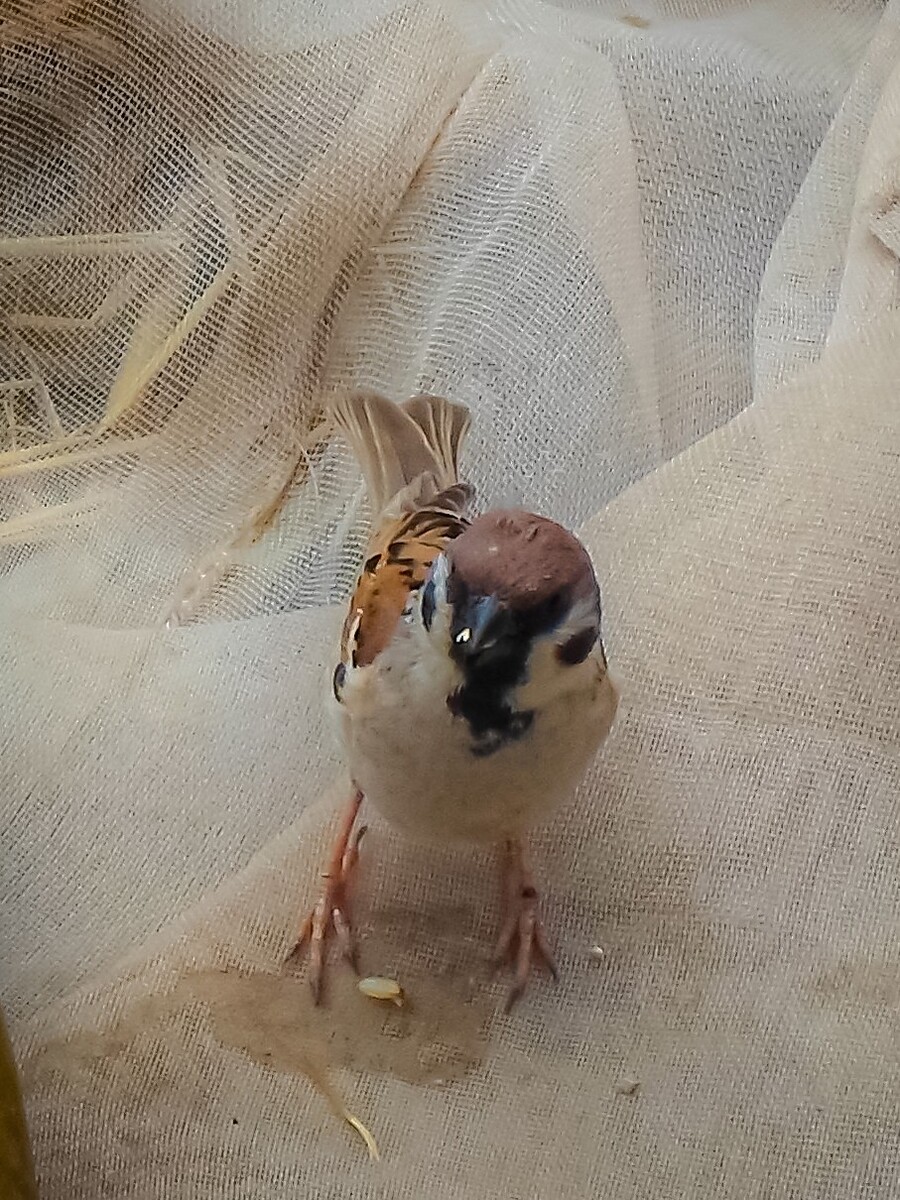 麻雀