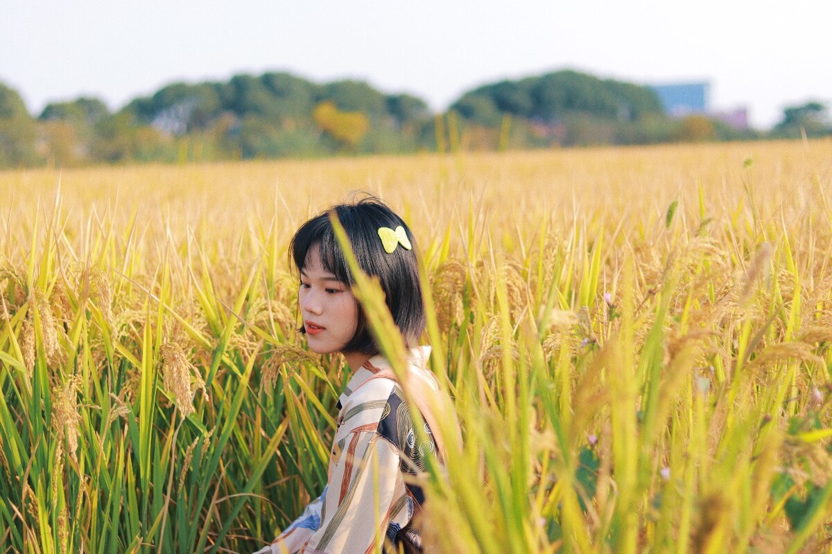 稻田里的守望者