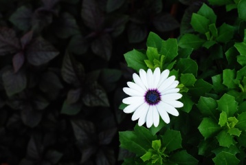 海淀公园的小花儿