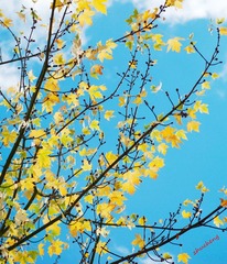 Autumn of Cambridge