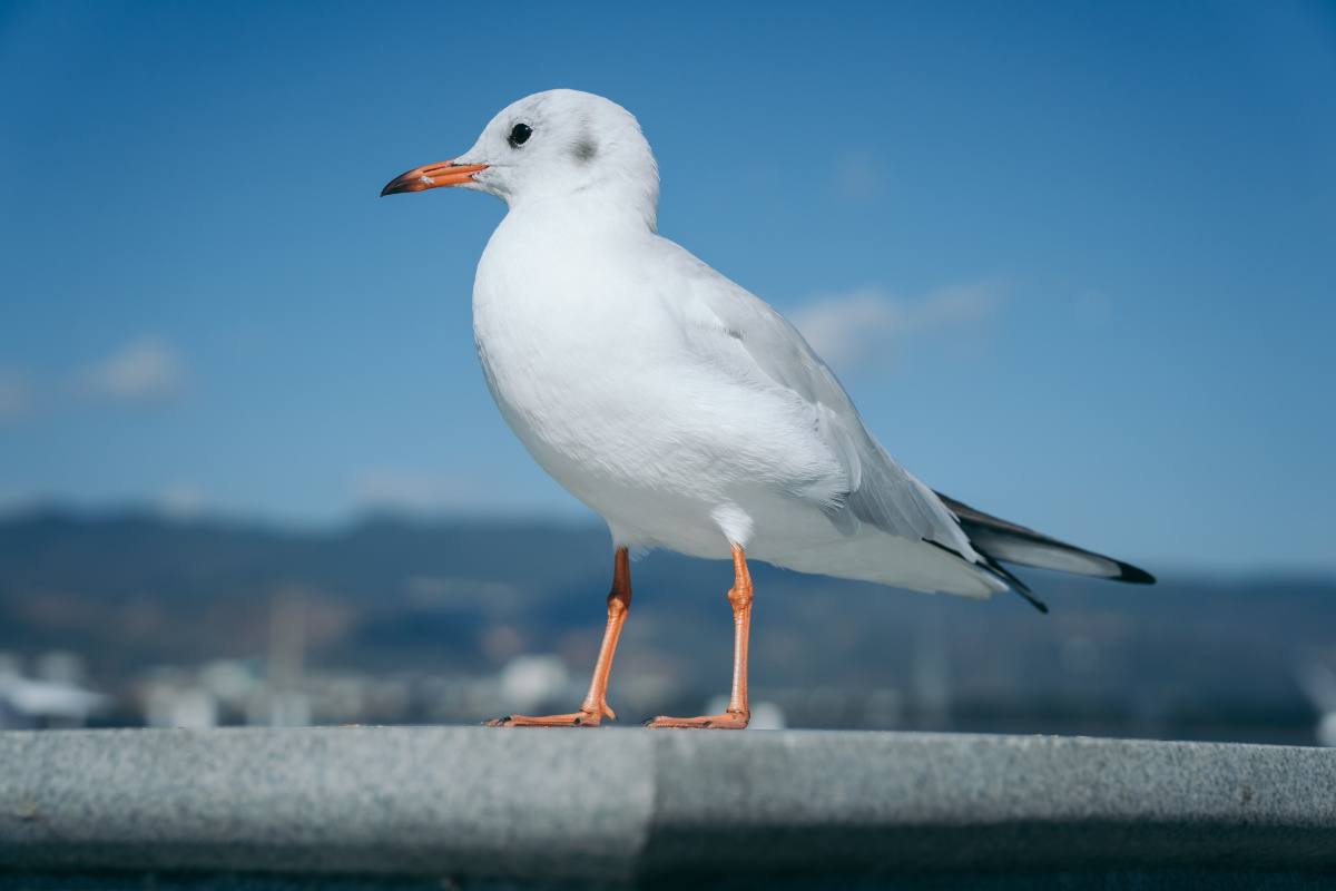 昆明红嘴鸥 - peacelily