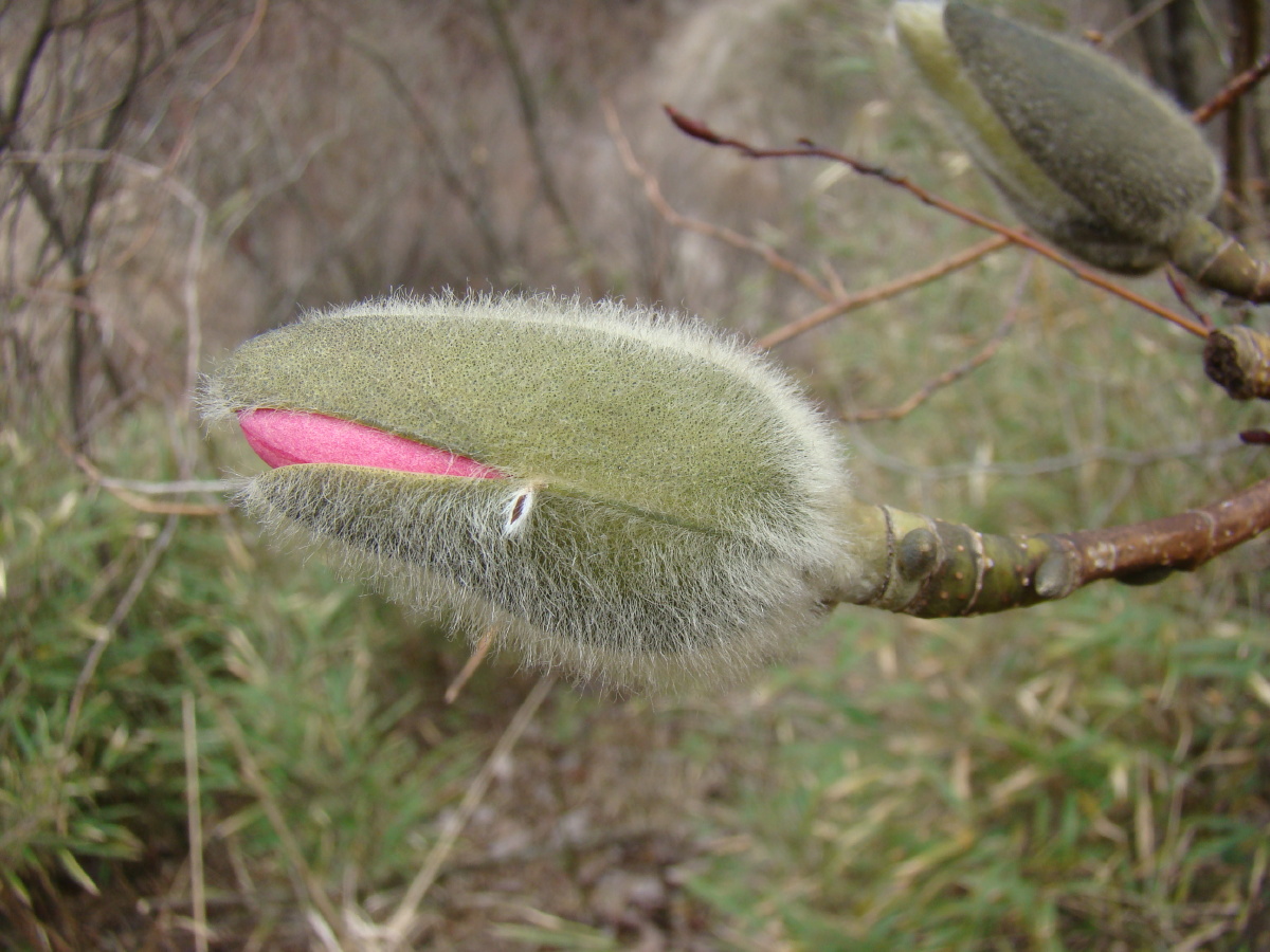 红花玉兰品种系列1:花苞露出害羞的"牙"