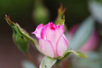 IMGP6199(2)