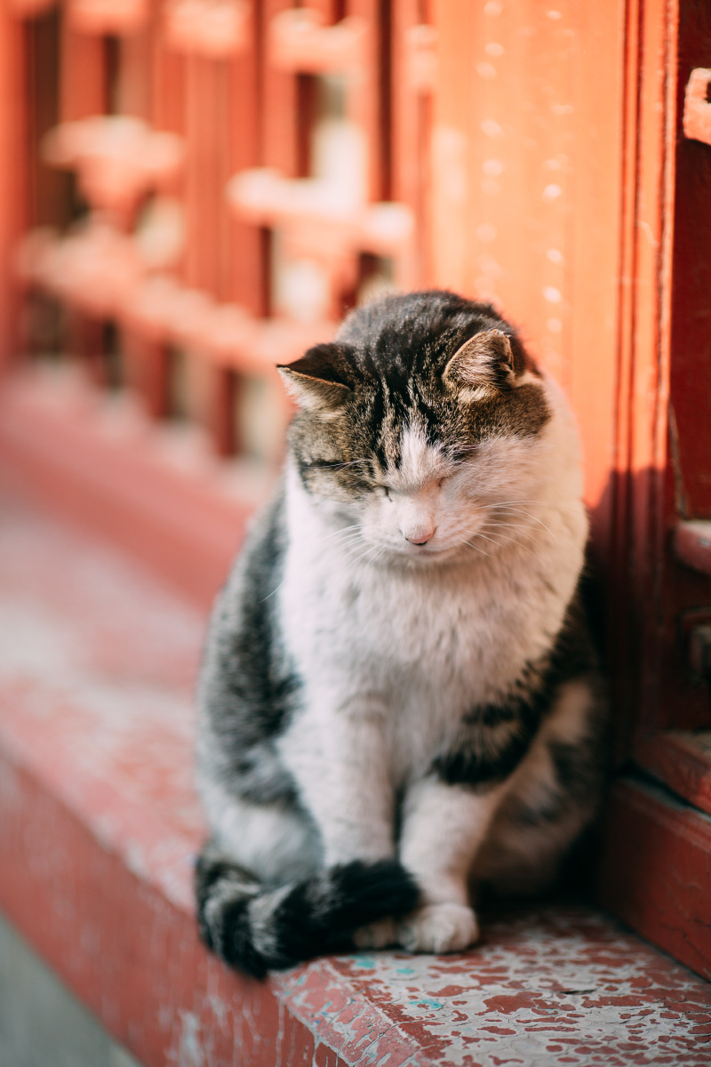 故宫银杏 摄影@糖糖笑笑-囧rz 同行@墨家阿雪 676767 - 糖糖