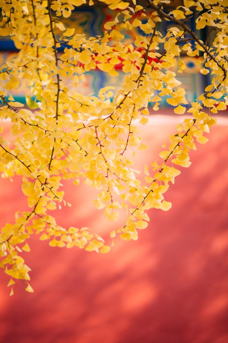 故宫银杏 摄影@糖糖笑笑-囧rz 同行@墨家阿雪 676767 - 糖糖