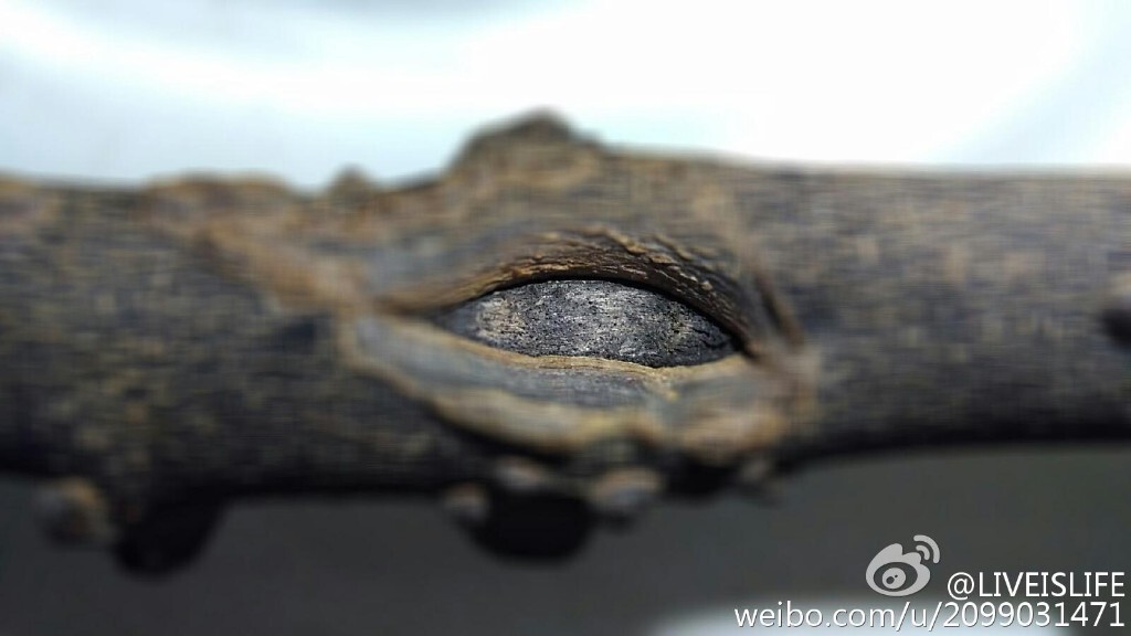 金禅什么时候出土,金蝉出土需要三年卵到四到五年